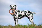 standing Dalmatian