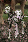 Dalmatian