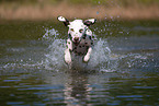 running Dalmatian