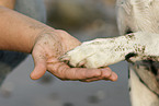 Dalmatian gives paw