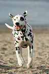 Dalmatian