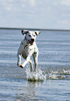 running Dalmatian
