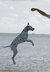 playing Dalmatian