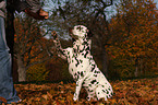 Dalmatian