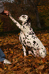 Dalmatian