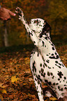 Dalmatian