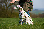 Dalmatian
