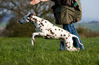 running Dalmatian