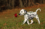 Dalmatian Puppy