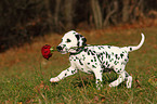 Dalmatian Puppy