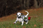 Dalmatian Puppy