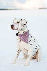 sitting Dalmatian