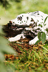 Dalmatian Puppy