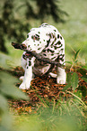 Dalmatian Puppy
