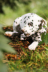 Dalmatian Puppy
