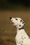 Dalmatian Portrait