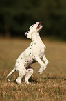 Dalmatian Puppy