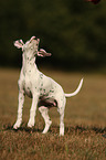 Dalmatian Puppy