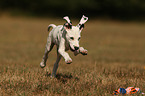 running Dalmatian Puppy