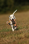 running Dalmatian Puppy