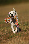 running Dalmatian Puppy