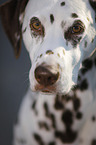 Dalmatian Portrait