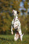 begging Dalmatian