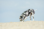 digging Dalmatian