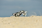 playing Dalmatian
