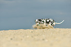 playing Dalmatian