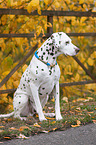 sitting Dalmatian