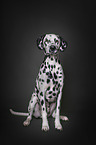 sitting Dalmatian