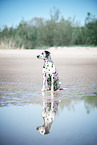 sitting Dalmatian