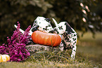Dalmatian Puppies