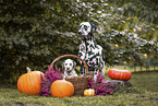 Dalmatians