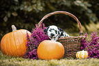 Dalmatian Puppy