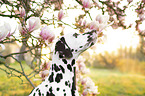 Dalmatian