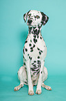 sitting Dalmatian