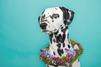 Dalmatian Portrait