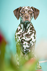 sitting Dalmatian