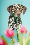 Dalmatian Portrait