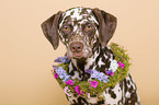 Dalmatian Portrait