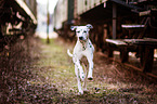 running Dalmatian