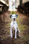 sitting Dalmatian