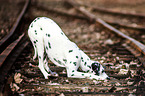 playing Dalmatian