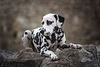 Dalmatian between walls