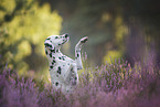 Dalmatian