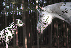 Dalmatian with a horse