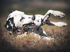 lying Dalmatian