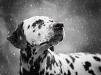 Dalmatian portrait